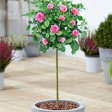 'yellow patio' _ 'yellow patio' is a patio rose. Patio Roses For Sale Pink White Red Available Free Uk Delivery