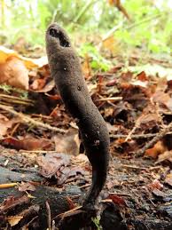 Image result for Xylaria polymorpha