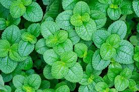 Image result for Pilea bambuseti