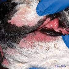How To Control Lip Fold Dermatitis In Dogs Fidose Of Reality