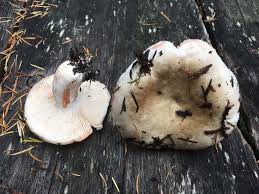 Image result for Russula compacta