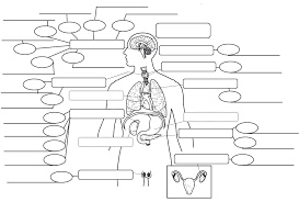 Anatomy The Endocrine System Endocrine System Concept Map Endocrine