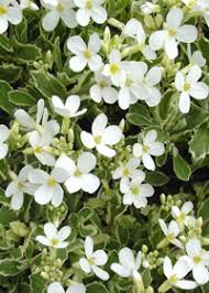 Image result for Arabis