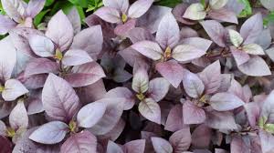 The main > gardening > alternanthera dentata. Alternanthera Dentata Little Ruby Alpine Nurseries