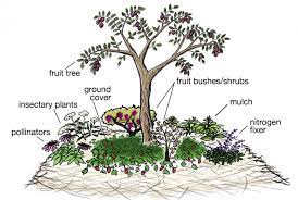 Companion planting creates an environment in the garden that encourages the quality of nearby crops. A Guide To Planting A Wonderful Permaculture Fruit Tree Guild Garden And Happy