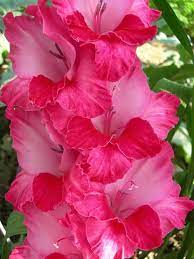 Pin By Regina Camperoni On Shabby Chic Vintage Roccoco Rustic English Cottage Couture Rustic Country Gladiolus Flower Birth Month Flowers Beautiful Flowers
