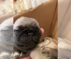And when the member is as cute as a pug puppy, which is known to thrive on human companionship, we are just in for a gala time. View Ad Pug Puppy For Sale Near New Jersey Hazlet Usa Adn 199099