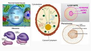 Animal cells do not have either of these structures. Peroxisomes Glyoxysome Ribosomes Cytoskeleton Centriole And Vacuole Youtube