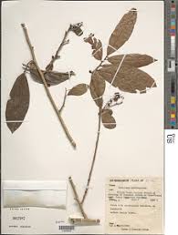 Image result for Antidesma membranaceum