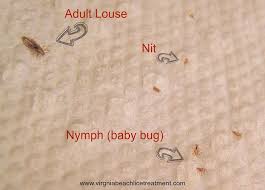 Pin On Head Lice Treatment Virginia Beach