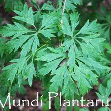 Image result for Vincetoxicum stenolobum