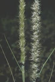 Image result for Enneapogon