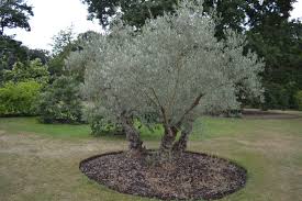 Image result for Olea capensis