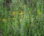 Image result for Helichrysum forskahlii