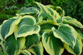 Flowering shrubs are a must in a zone 5 & 6 garden! Gartenpflanzen Die 10 Schonsten Pflanzen Fur Den Garten Perennials Garden Lovers Club Perfect Plants