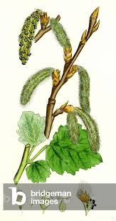 Image result for Populus ×  canescens