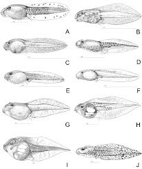 Barbarophryne brongersmai