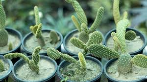 घर के अन्दर उगाए जाने वाले टॉप 10 डेजर्ट प्लांट्स - Best Indoors Desert  Plants In Hindi