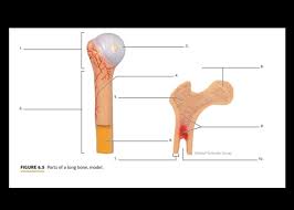 Long bone 3d model project. Solved 2 Atay Scientific Group 10 Figure 6 5 Parts Of A Chegg Com