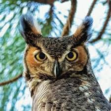 Burung hantu memiliki kesulitan yang cukup rumit karena. Burung Hantu Norhamiera1 Twitter