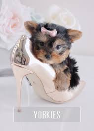 Toy Teacup Puppies For Sale Teacups Puppies And Boutique