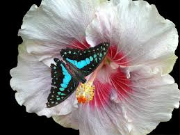 We did not find results for: What S The Meaning Of A Blue Butterfly And What Does It Signify Mysticurious