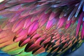 Birds Of A Feather 2019 Characters Feathers Parrot Feather Bird Feathers Nicobar Pigeon