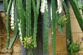 The roots, unlike others that grow on the ground or spreads out in water, has a different pattern. Dragon Fruit Cactus Plant Care Growing Guide