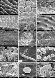 Image result for Afroligusticum runssoricum