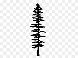 You can always download and modify the image size according to your needs. Giant Sequoia Png Images Pngwing