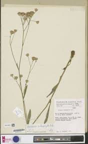 Image result for Vernonella