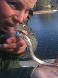 Fiskeligan: maj 2011