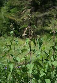 If it were true, then dock leaves, which contain oxalic acid, would not be a remedy. Urtica Dioica Wikipedia