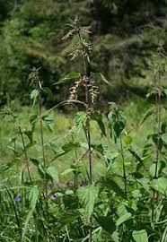 Stinging nettles can be found in america, europe and asia. Urtica Dioica Wikipedia