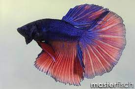 Hochwertige tassen zum thema fisch betta siamesischer kampffisch von unabhängigen künstlern und designern aus aller welt. Siamesischer Kampffisch Halfmoon Betta Splendens Aquaristik Shop
