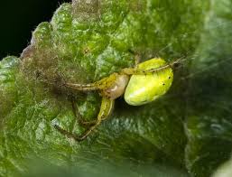 Araneids have eight similar eyes, hairy or spiny legs, and no stridulating organs. Eurekalert Science News Releases