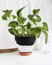 Polka Dot Planter Franky And J Designs Plant Pot Design Plant Pot Diy Painted Plant Pots