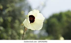 Image result for Hibiscus vitifolius