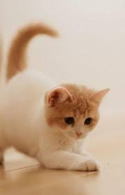 Musim semi lucu hewan kucing digambar tangan gambar unduh gratis. Wallpaper Kucing Lucu Hd For Android Apk Download