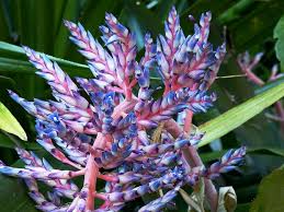 Lunes a viernes de 8:30 a.m a 6 p.m sábados de 9 a.m a 12 p.m. Flower Blossom Bloom Nature Plant Tropics Tropical Garden Blue Costa Rica Central America Pikist