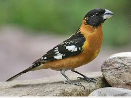 Small Birds Of Western Washington Black Headed Grosbeak Pheucticus Melanocephalus By Tony Morris Bird Art Animals Black
