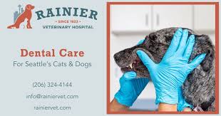 Several places were found that match your search criteria. Dental Care Rainier Veterinary Hospital In Seattle Wa