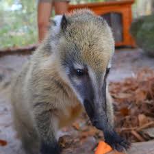 Image result for Oncocalyx bolusii