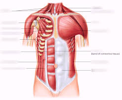 The trapezius partially covers this muscle near the midline portion of the back and spine. Muscles Of The Anterior Abdomen And Chest Diagram Quizlet