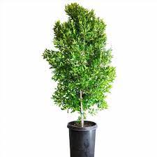 Maybe you would like to learn more about one of these? Dwarf Carolina Cherry Laurel Garden Center Point