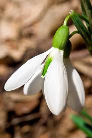 How To Grow Snowdrop Flowers Galanthus Gardener S Path Deer Resistant Plants Flowers Perennials Planting Bulbs