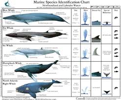 Marine Species Identification Chart 1 Seashepherd