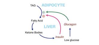 How low should your blood sugars be for optimal ketosis? Use Of Glucagon And Ketogenic Hypoglycemia Ketotic Hypoglycemia Glucagon All Articles About X One Fieldaplikasi