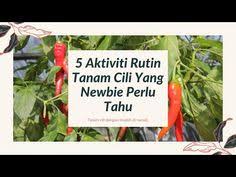 Cara menanam padi yang telah terbukti menghasilkan 12ton/ha, cara ini sudah kami terapkan pada salah satu mitra kami di kab. 7 Ide Jamur Jamur Kebun Ide Berkebun