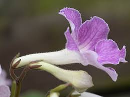 Image result for Streptocarpus myoporoides